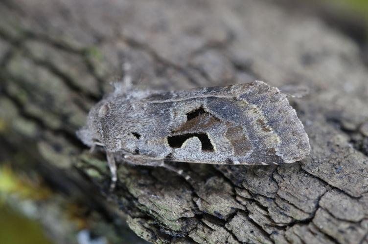 Photo de Orthosia gothica - (2019-03-09) © GUICHERD Grégory