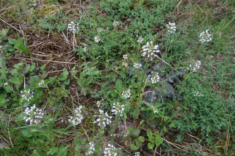 Photo de Draba muralis - (2016-03-31) © ROUX Alain