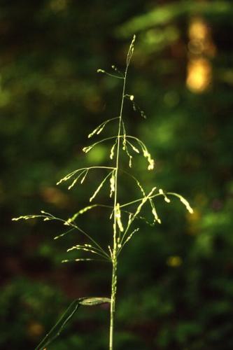 Photo de Milium effusum - (2010-04-16) © ROUX Alain