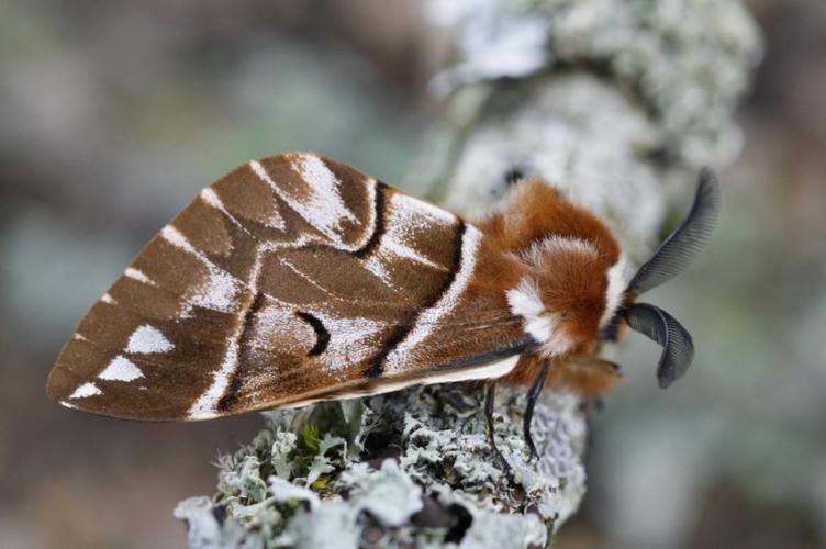 Photo de Endromis versicolora - (2019-03-16) © GUICHERD Grégory