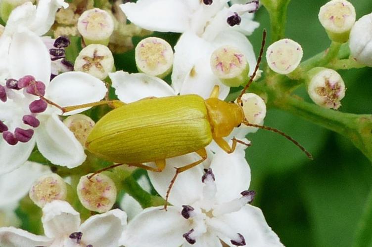 Photo de Cteniopus sulphureus - (2017-06-26) © GRANGIER Christophe