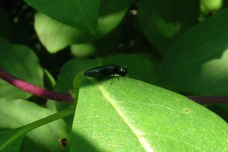 Photo de Agrilus cyanescens - (2007-06-10) © GRANGIER Christophe