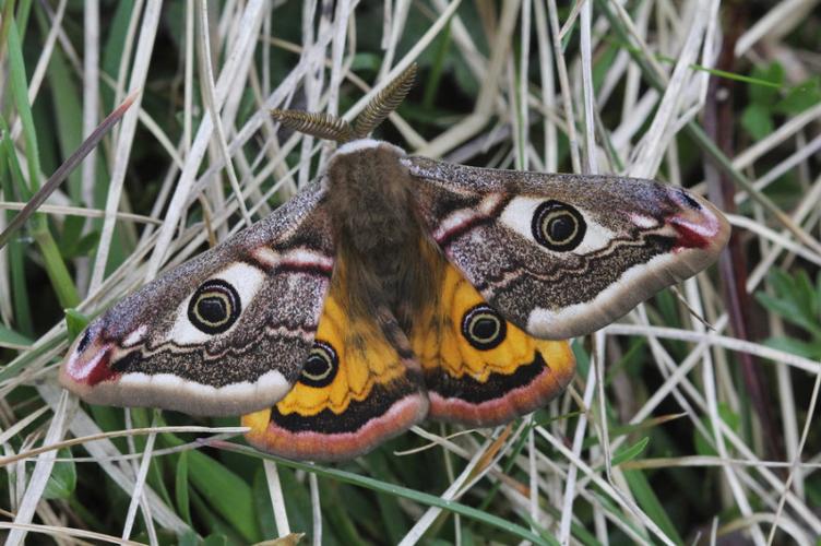 Photo de Saturnia pavonia - (2015-03-28) © GUICHERD Grégory