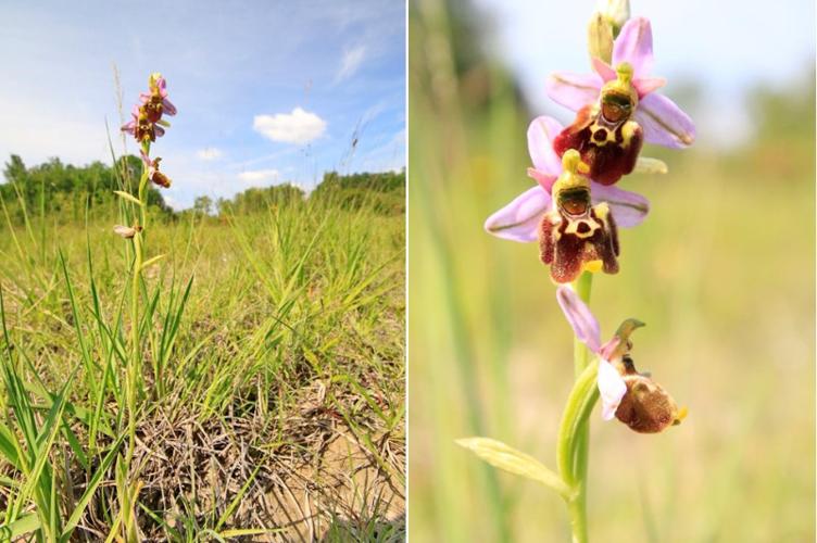 Photo de Ophrys conradiae - (2018-06-16) © GUICHERD Grégory