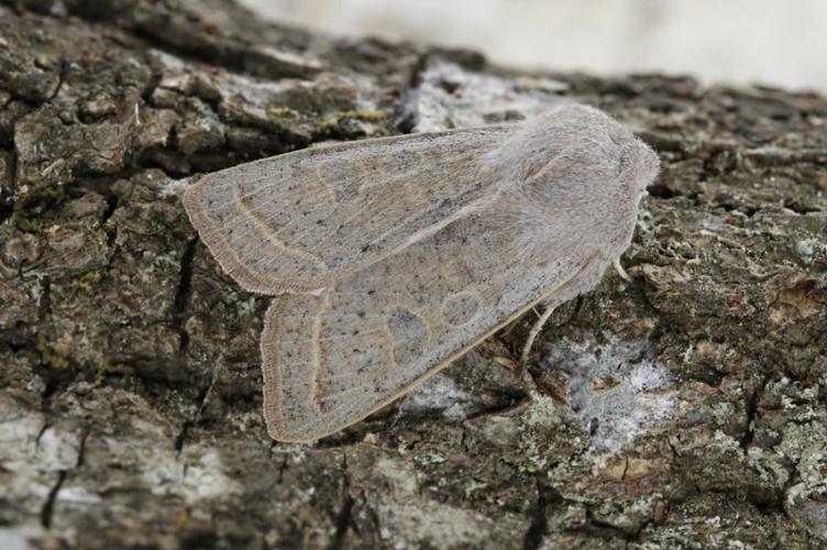 Photo de Orthosia gracilis - (2019-03-23) © GUICHERD Grégory