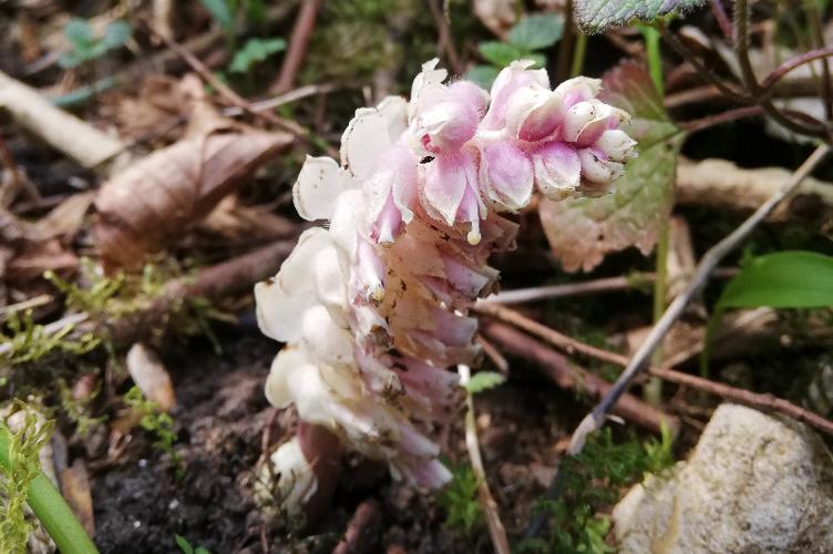 Photo de Lathraea squamaria - (2019-04-01) © CLAUSTRE Amélie