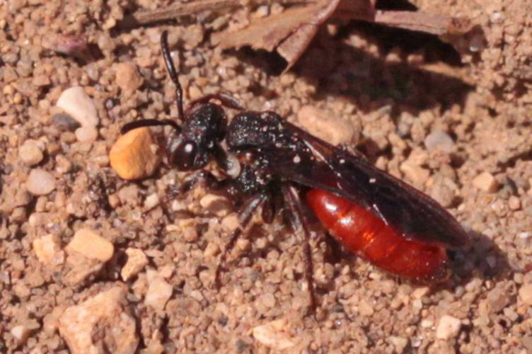 Photo de Sphecodes albilabris - (2016-03-26) © RUILLAT Christian