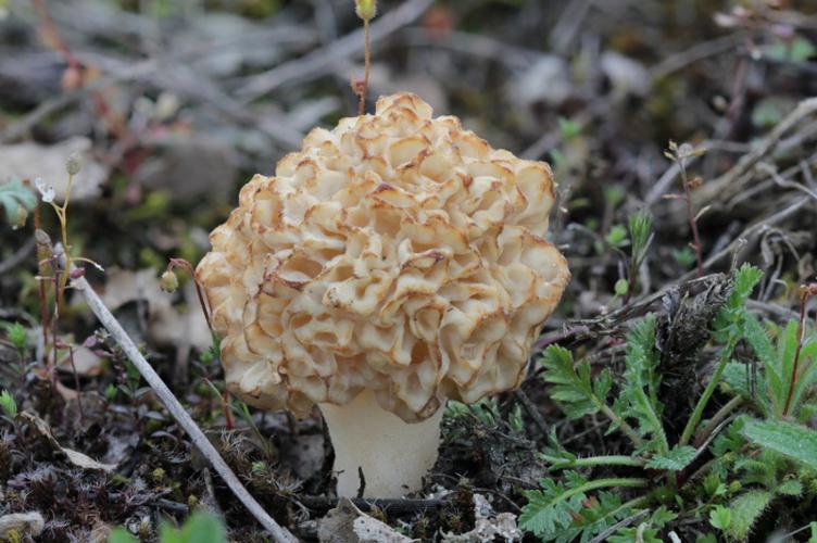 Photo de Morchella esculenta - (2016-04-11) © GUICHERD Grégory