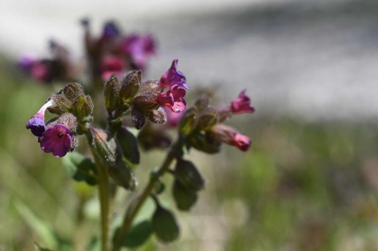 Photo de Pulmonaria montana - (2019-03-24) © RAVET Martine