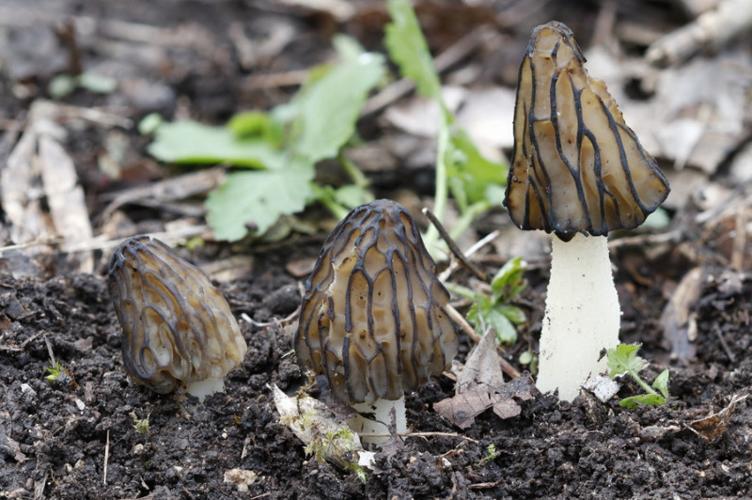 Photo de Morchella semilibera - (2019-04-05) © GUICHERD Grégory