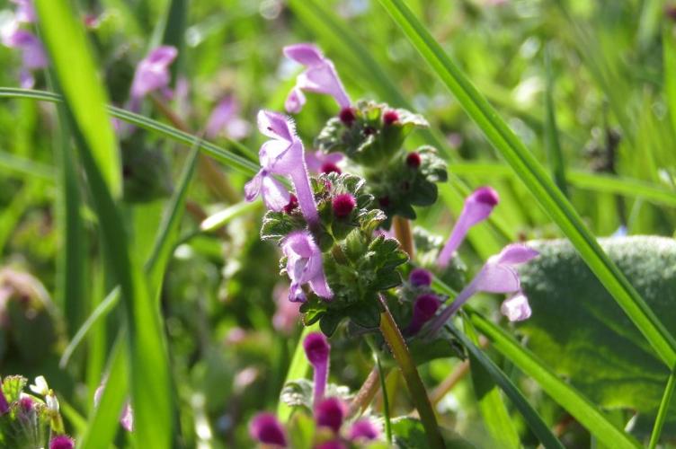 Photo de Lamium amplexicaule - (2019-04-05) © FILLON Louis-Sol