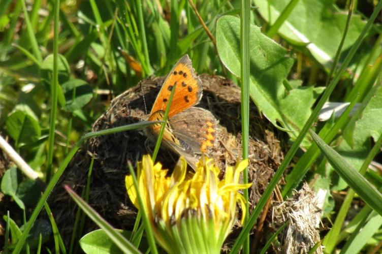 Photo de Lycaena phlaeas - (2019-04-05) © FILLON Louis-Sol