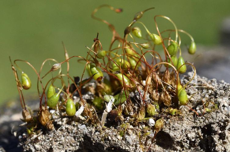 Photo de Funaria hygrometrica - (2018-05-27) © GEOFFROY Sabine