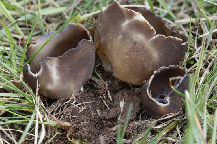 Photo de Helvella leucomelaena - (2019-04-07) © GUICHERD Grégory