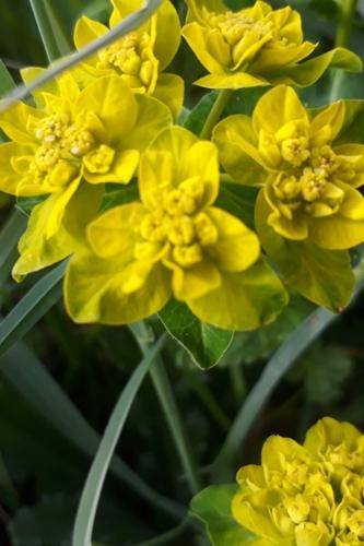 Photo de Euphorbia flavicoma subsp. verrucosa - (2019-04-06) © BARGE Anaëlle