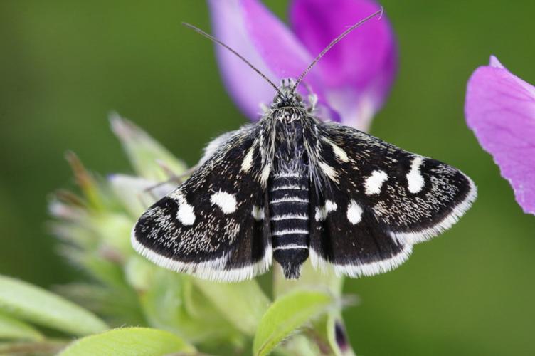 Photo de Eurrhypis pollinalis - (2019-05-01) © GUICHERD Grégory