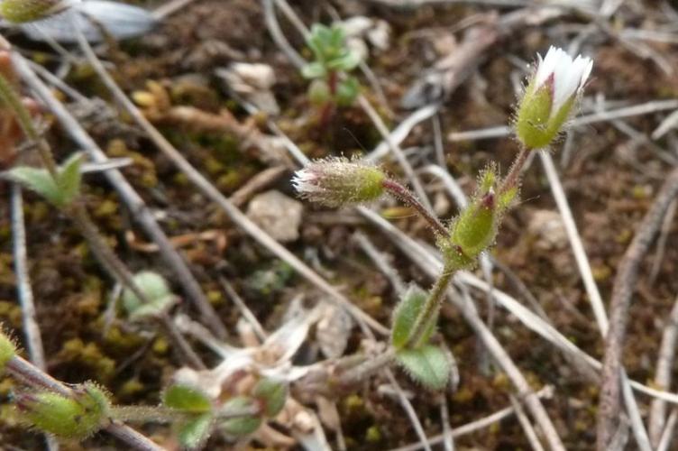 Photo de Cerastium pumilum - (2019-05-07) © ROUX Alain