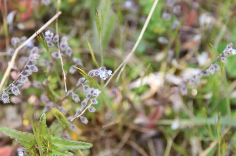 Photo de Myosotis ramosissima - (2019-05-07) © GEOFFROY Sabine