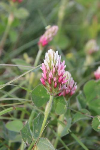 Photo de Trifolium incarnatum - (2019-05-07) © GEOFFROY Sabine