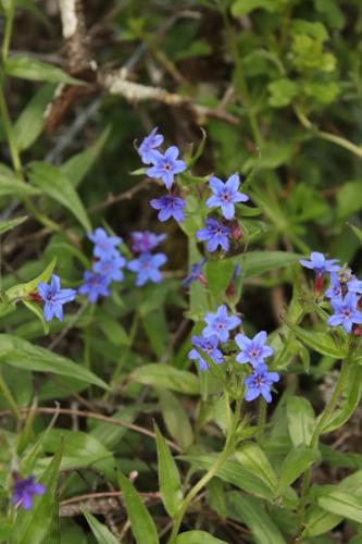 Photo de Buglossoides purpurocaerulea - (2019-05-07) © GEOFFROY Sabine