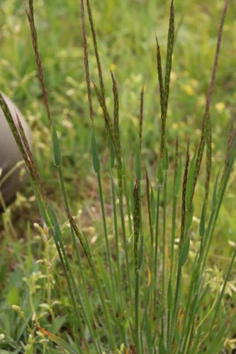 Photo de Elymus caninus - (2019-05-07) © GEOFFROY Sabine