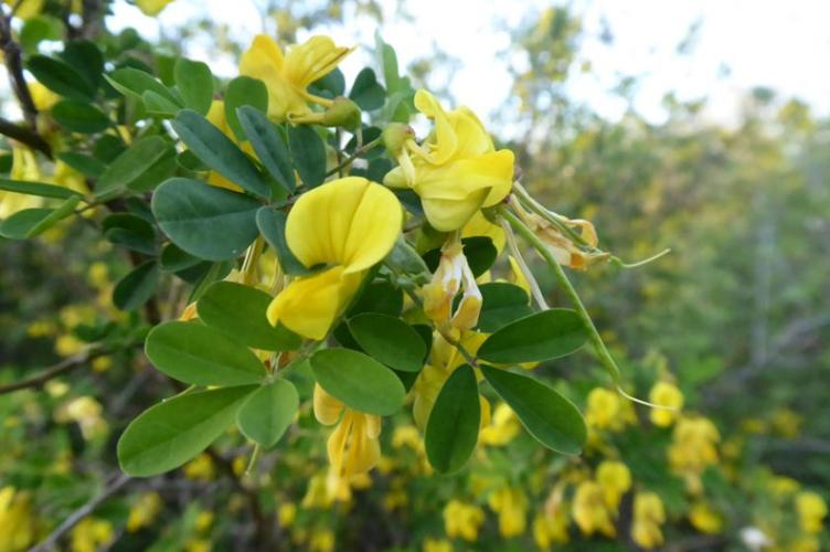 Photo de Hippocrepis emerus - (2019-04-24) © ROUX Alain