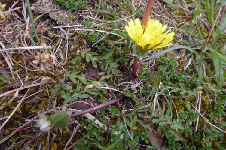 Photo de Taraxacum erythrospermum - (2019-04-27) © ROUX Alain