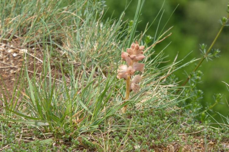 Photo de Orobanche alba - (2019-04-27) © ROUX Alain