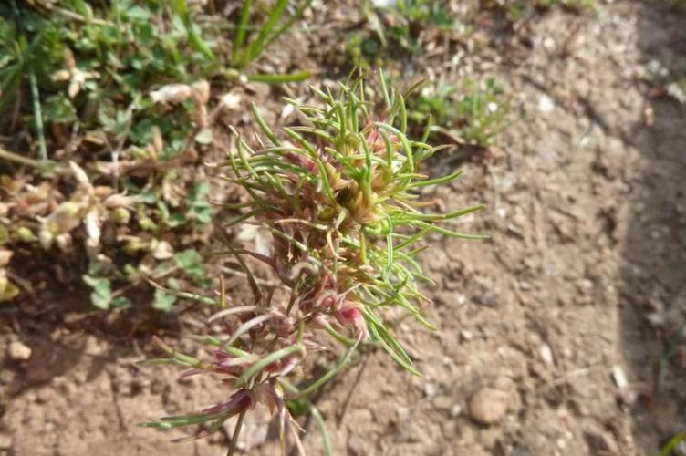 Photo de Poa bulbosa subsp. bulbosa - (2019-05-07) © ROUX Alain