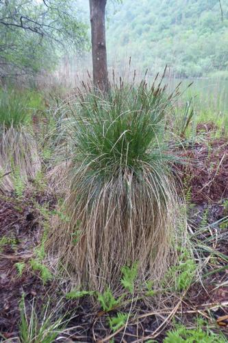 Photo de Carex appropinquata - (2019-04-27) © ROUX Alain