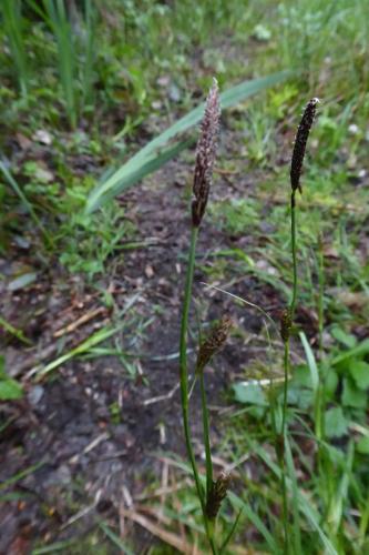 Photo de Carex distans - (2019-04-27) © ROUX Alain