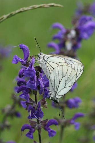 Photo de Aporia crataegi - (2010-05-31) © GUICHERD Grégory