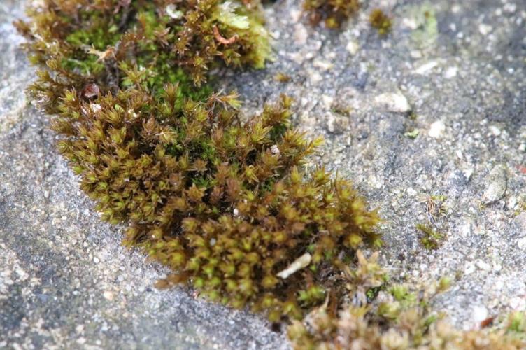 Photo de Didymodon luridus - (2018-04-11) © GEOFFROY Sabine