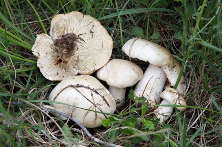 Photo de Calocybe gambosa - (2019-05-15) © GUICHERD Grégory