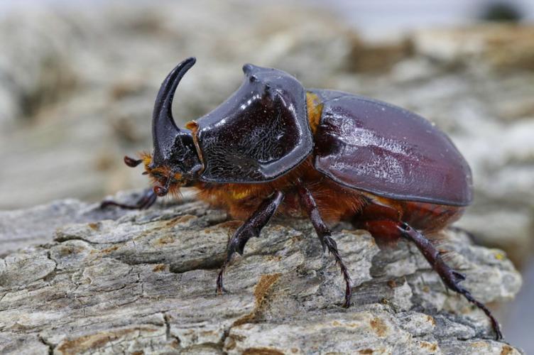 Photo de Oryctes nasicornis - (2019-05-18) © BAILLET Yann