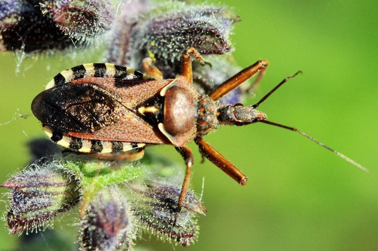 Photo de Rhynocoris erythropus - (2019-05-23) © RUILLAT Christian