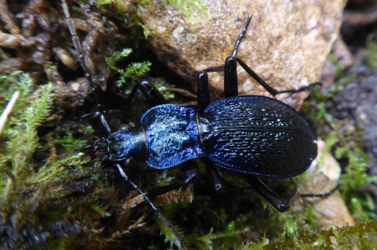 Photo de Carabus intricatus - (2019-04-27) © ROUX Alain