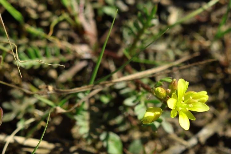 Photo de Sisymbrella aspera subsp. aspera - (2019-05-23) © RUILLAT Christian