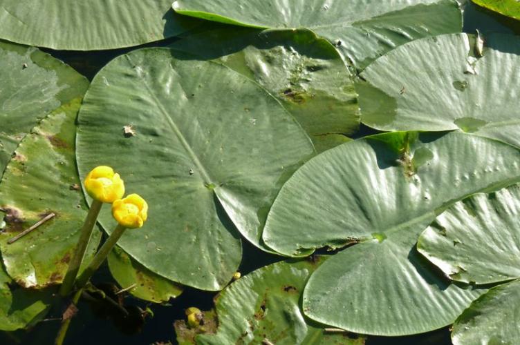 Photo de Nuphar lutea - (2019-05-23) © ROUX Alain