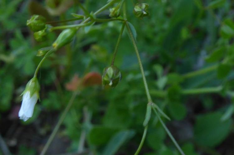 Photo de Linum catharticum - (2019-05-26) © ROUX Alain