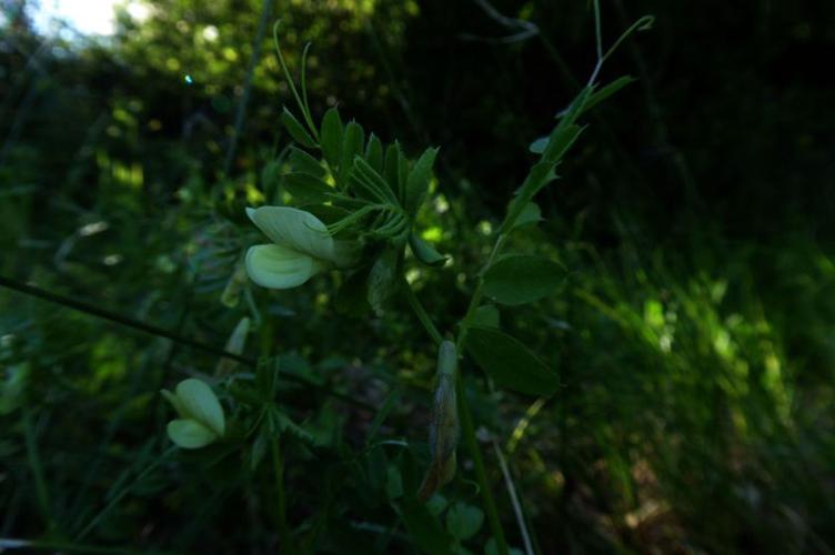 Photo de Vicia hybrida - (2019-05-26) © ROUX Alain