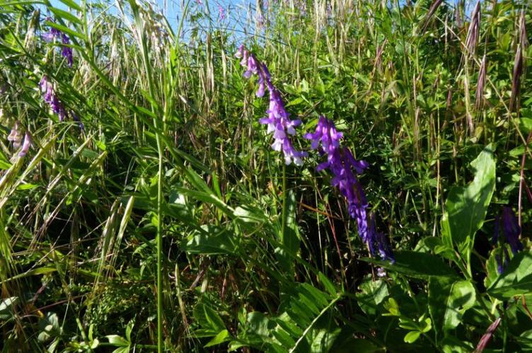 Photo de Vicia dasycarpa - (2019-05-26) © ROUX Alain