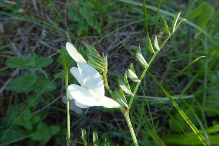 Photo de Vicia lutea - (2019-05-26) © ROUX Alain