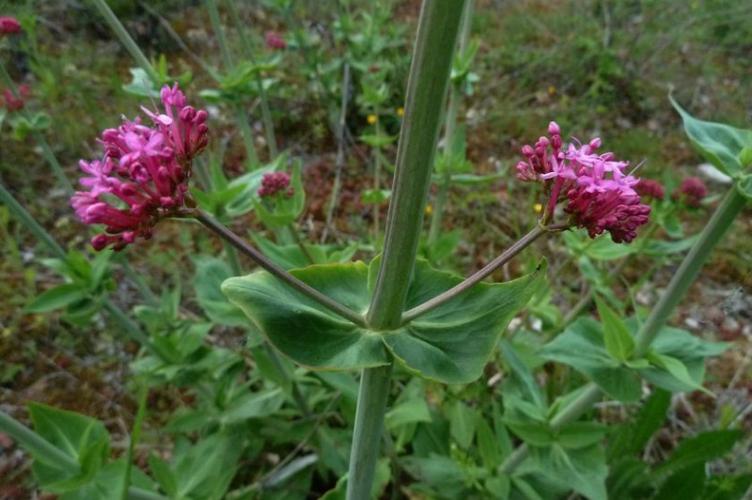 Photo de Centranthus ruber - (2019-05-25) © ROUX Alain