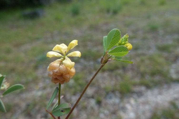 Photo de Trifolium campestre - (2019-05-25) © ROUX Alain