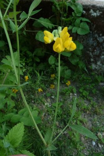 Photo de Lathyrus pratensis - (2019-05-25) © ROUX Alain