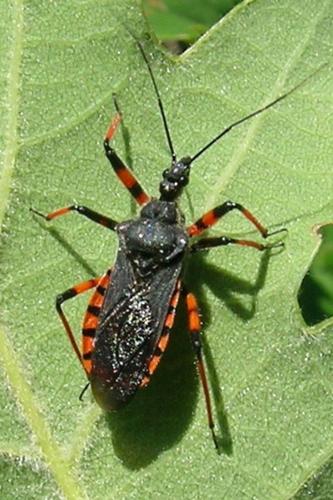 Photo de Rhynocoris annulatus - (2006-05-24) © GRANGIER Christophe