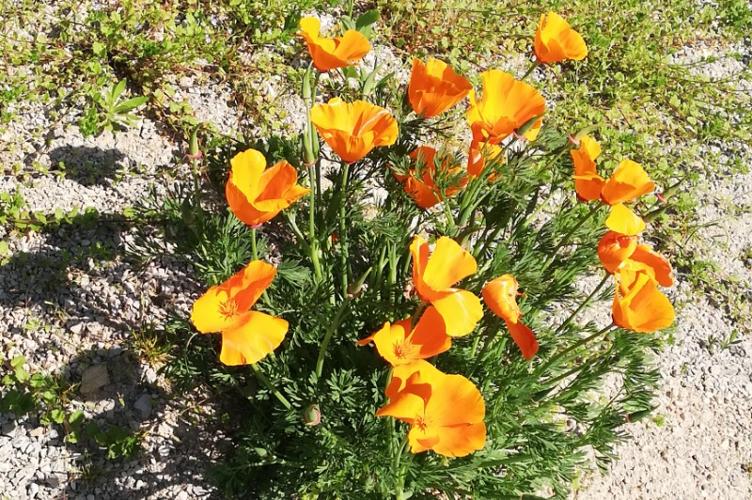 Photo de Eschscholzia californica - (2019-05-30) © BARGE Anaëlle