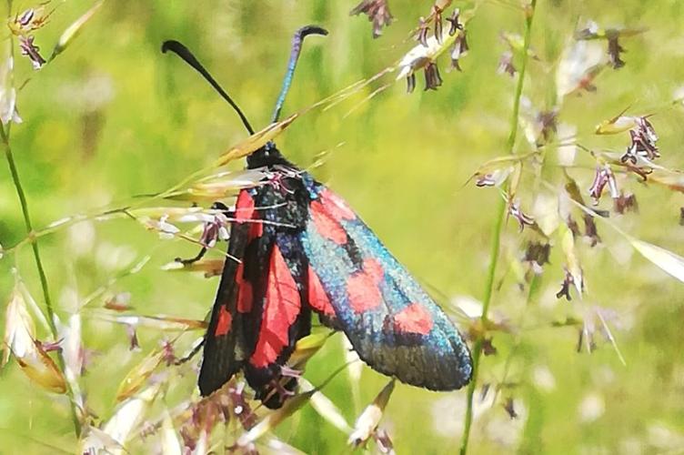 Photo de Zygaena trifolii - (2019-05-19) © BARGE Anaëlle