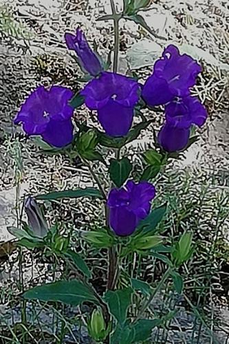 Photo de Campanula medium - (2019-06-01) © BARGE Anaëlle